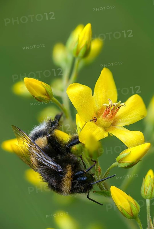 Apidae, bees, bombus terrestris, dark bumblebee, hymenoptera, buff-tailed bumblebee, bumblebee, high size, portrait format, bumblebee, insects, large earth bumblebee