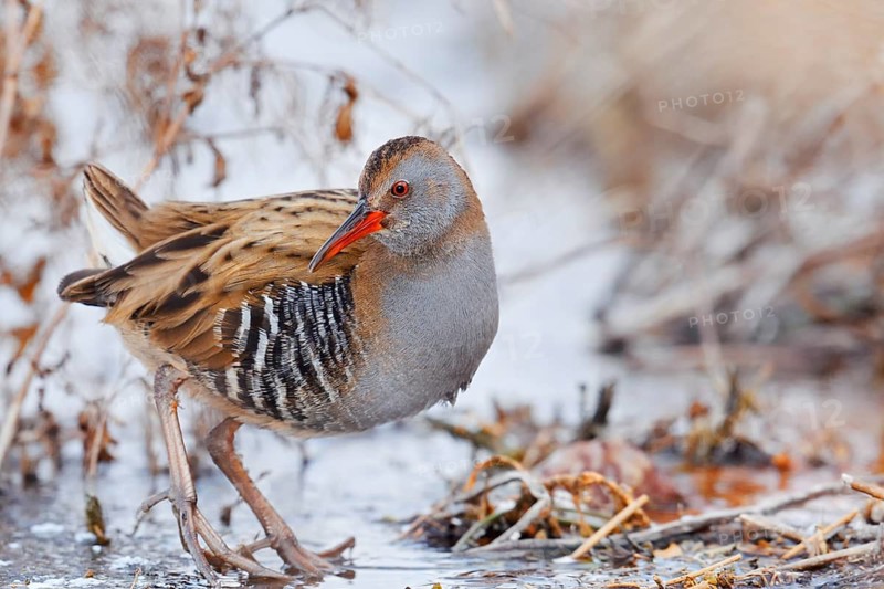 Water rail (Rallus aquaticus) in winter, North Rhine-Westphalia, Germany