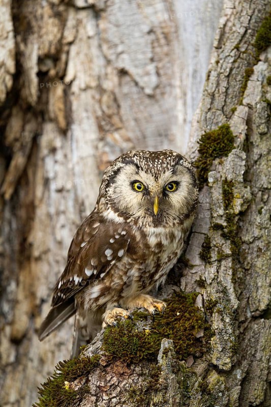 An owl with striking plumage perches on a tree, perfectly camouflaged in its natural surroundings: a Tengmalm's owl (Aegolius funereus), adult, on a tree, alert, Bohemian Forest, Czech Republic