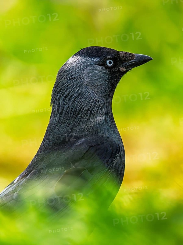 Western Jackdaw, Corvus monedula, Bempton Cliffs, Yorkshire, England, United Kingdom