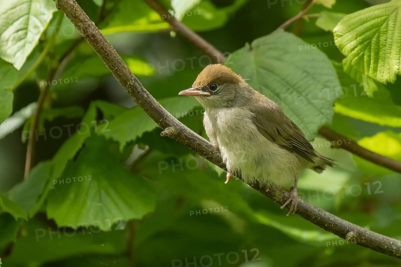 Blackcap (Sylvia atricapilla) juvenile bird on a hazel tree branch, Suffolk, England, United Kingdom