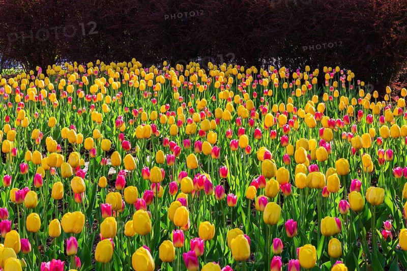 Bed of abundant back lit single cup shaped yellow and purple pink Tulipa - Tulip flowers in spring, Old Terrebonne, Quebec, Canada