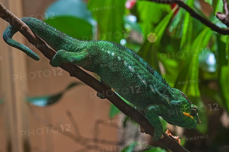 Panther chameleon, terrarium at Nuremberg Zoo, Nuremberg, Middle Franconia, Bavaria, Germany. PR available