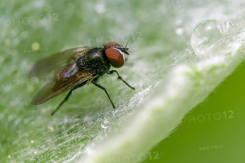 Real flies spec., mucidae spec., fly, insects, insects