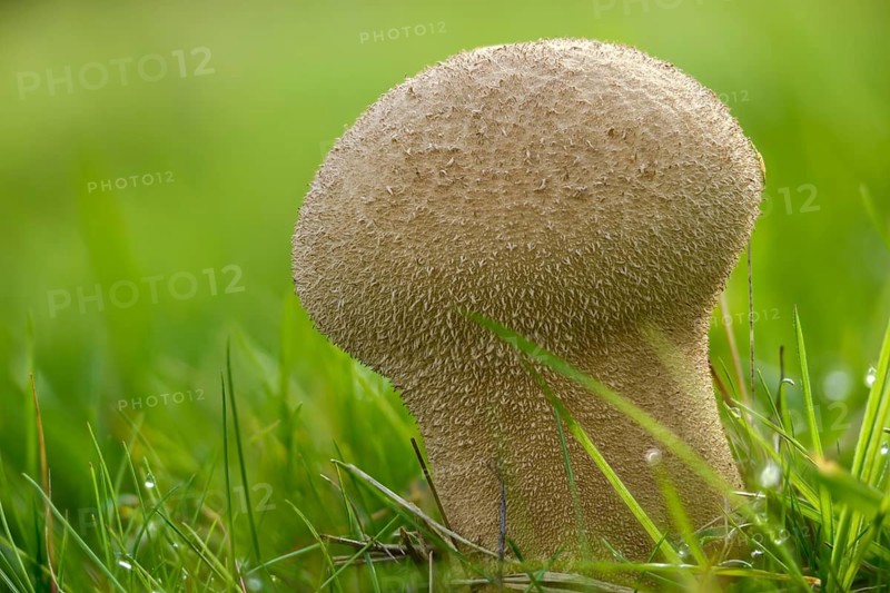 Sacred spore dust, calvatia excipuliformis, large dust, lycoperdone excipuliform, sackbovist, fungi, fungus, long-stemmed puffball, pestle puffball, mushrooms