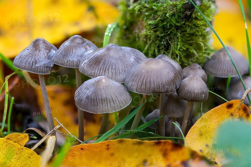 Mycena tintinnabulum, winter bonnet, winter helmet, fungi, fungi, mushrooms