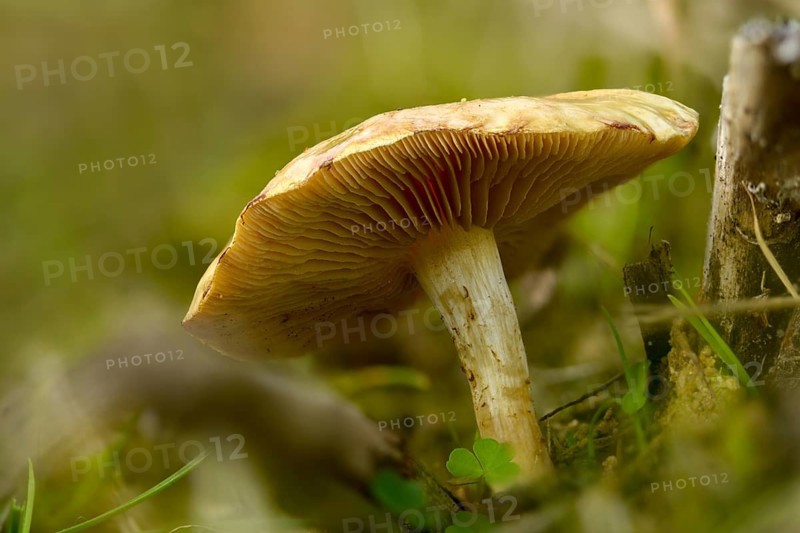 Bitter falbling, flaky stalked radish fälbling, large radish fälbling, hebeloma sinapizans, radish fälbling, rough-stalked hebeloma, fungi, mushrooms