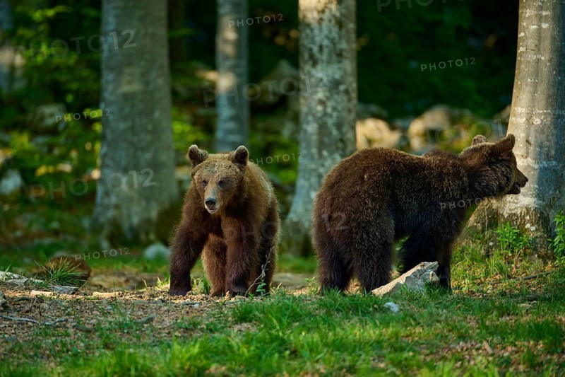 Two brown bears stand in the forest, surrounded by trees: European brown bear (Ursus arctos), Slovenia