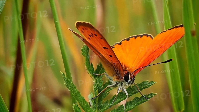 A close-up of an orange butterfly, a male Duke of Burgundy (Lycaena virgaureae), with its wings spread out amongst the grass, Frankenwald nature park Park, Upper Franconia