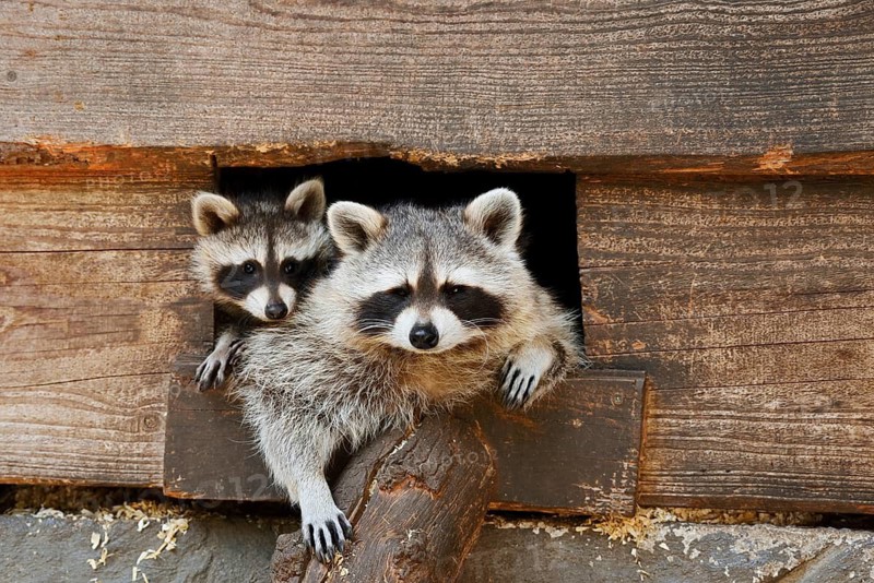 Raccoon (Procyon lotor), a female and her young peering out of the opening of a shed, Hesse, Germany, an introduced species in Europe