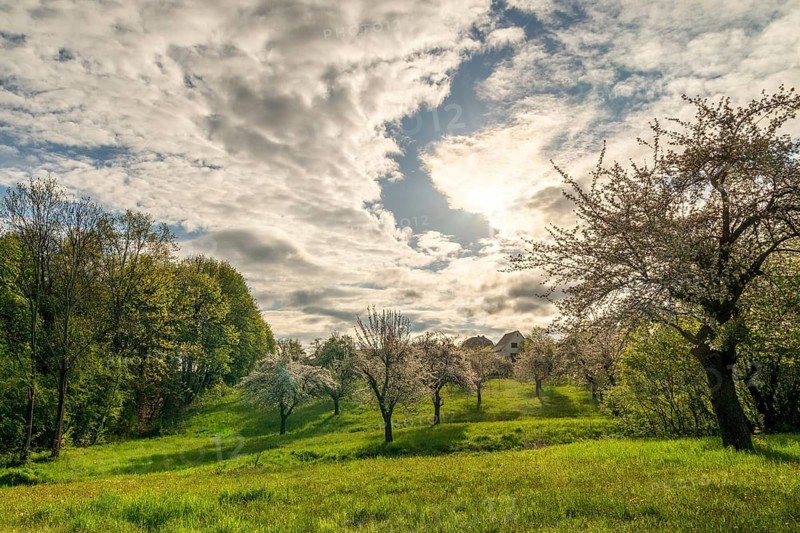 Cultivated landscape, landscape, meadow orchard, orchard