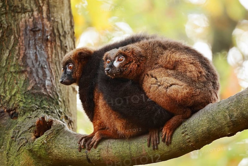 Red-bellied lemur (Eulemur rubriventer), male and female perched on a branch, in captivity, found in Madagascar