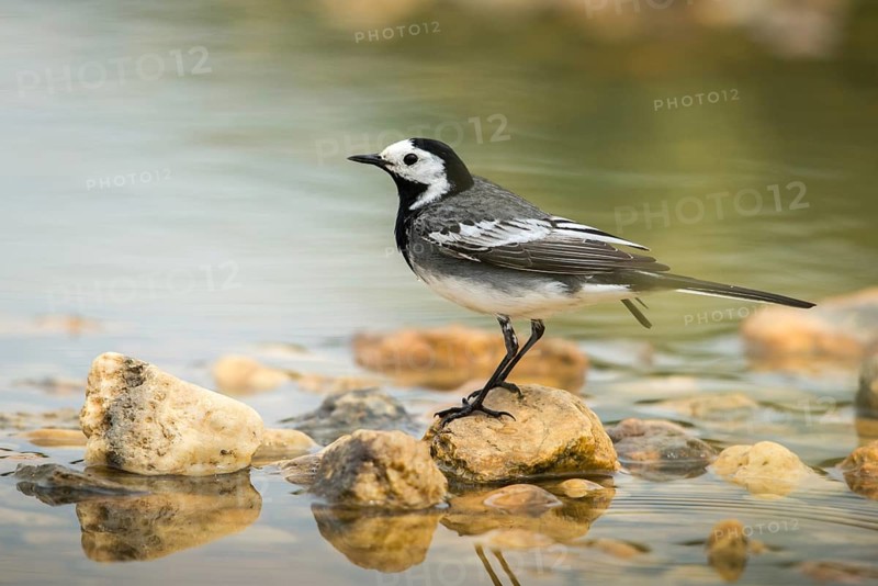 Wagtail, Motacilla Alba, White Wagtail, Bath, Bird Bath, Birds, Passeri, Songbirds, Potion, Birdbath, Birds, Watering Place
