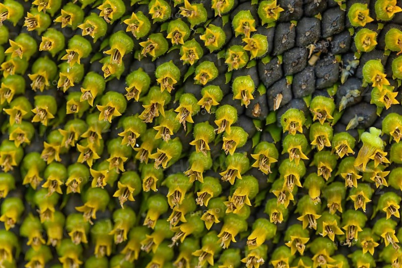 Daytime horizontal macro view of the intricate geometric pattern formed by disc florets and developing seeds on the head of a sunflower (Helianthus annuus). Baden-Württemberg, Germany