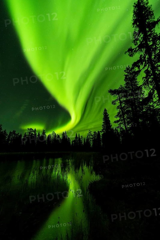 Northern Lights (Aurora borealis) reflected in a forest lake, Muddus National Park, Laponia World Heritage Site, Norrbotten, Lapland, Sweden, September 2020