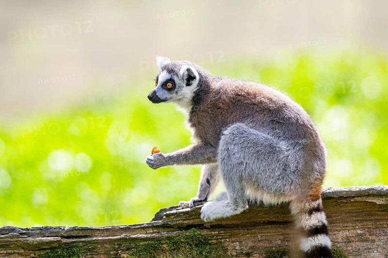 Ring-tailed lemur (Lemur catta) sitting on an old tree trunk, captive, Germany