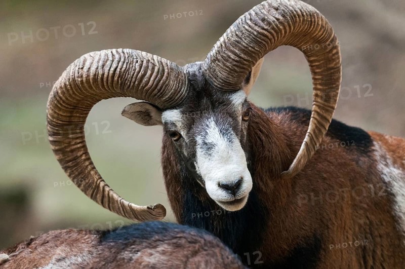Artiodactyla, even-toed ungulate, mouflon, mouflon, mouflon, ovis gmelini musimon, cloven-hoofed, mammals, sheep, mammals, rams, game