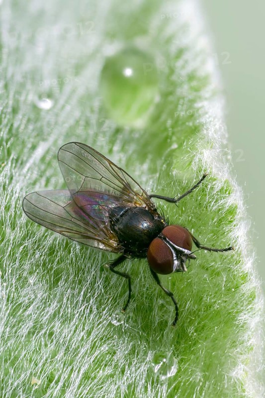Real flies spec., mucidae spec., fly, high size, portrait format, insects, insects