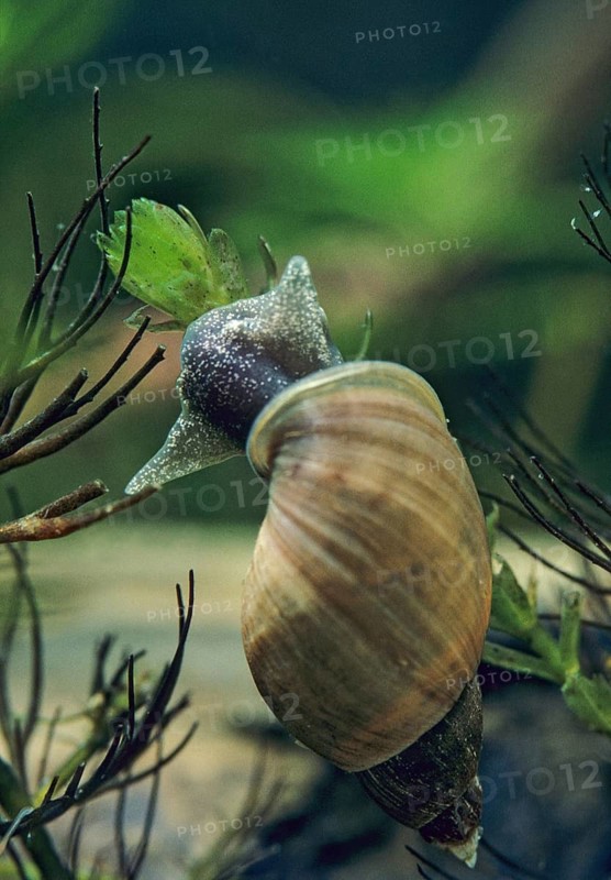 Great Pond Snail, Lymnaea Stagnalis, Spithorn Mud Snail, Aquatic, Gastropod, High Size, Portrait Format, Mollusca, Snails, Molluscs