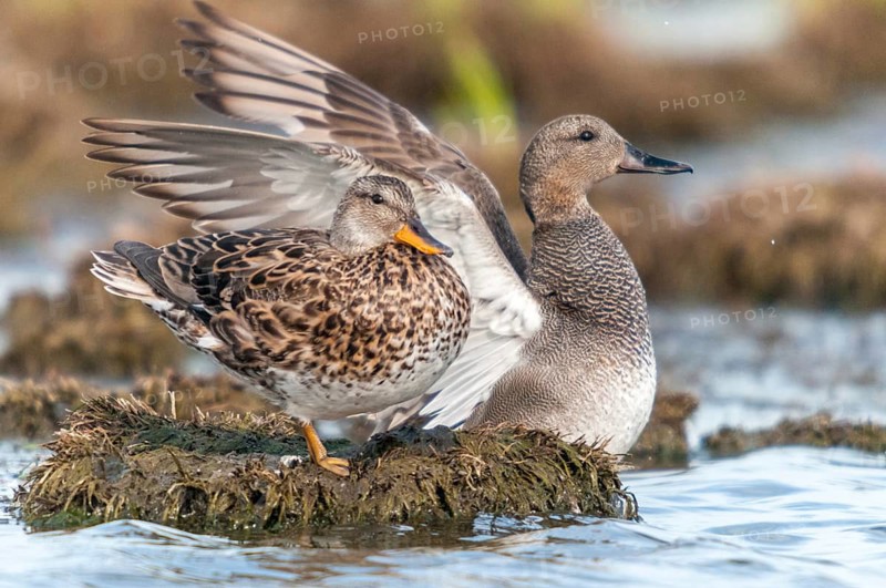 Anas Strepera, Gadwall, Mareca Strepera, Middle Duck, Schnatterente, Anatidae, Birds, Ducks, Ducks, Duckbirds, Waterbirds