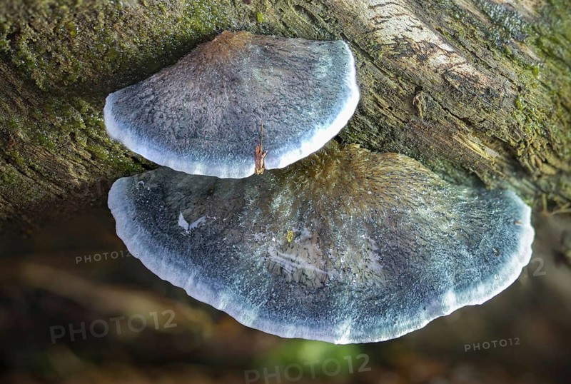 Blue sap porling, blue sap porling, conifer blueing bracket, oligoporus caesius, postia caesia, sap porling, spongiporus caesius, fungi, mushrooms