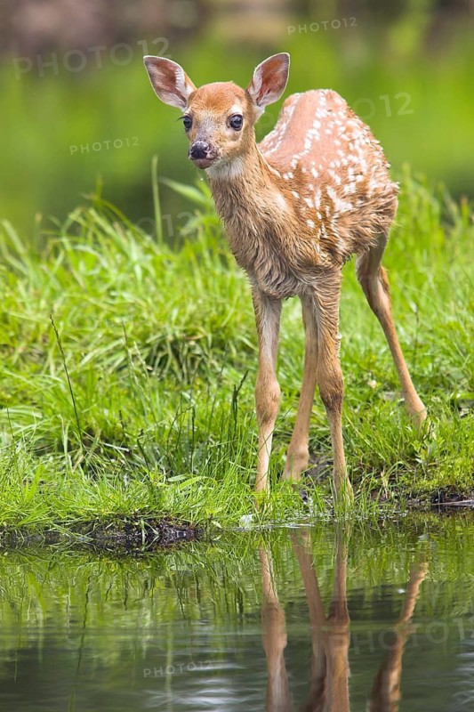 White-tailed deer (Odocoileus virginianus), Minnesota, USA. A young fawn stands by the water, its reflection visible in the calm lake
