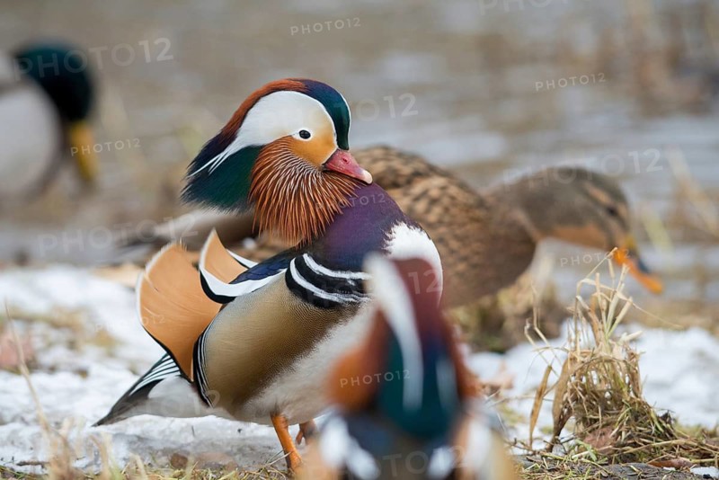 Aix galericulata, mandarin, mandarin duck, anatidae, bath, birds, ducks, ducks, ducks, ducks, male, snow, snow, birds, waterbirds, waterbirds, winter