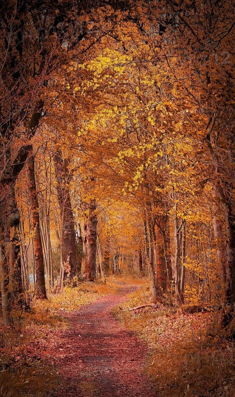 An atmospheric avenue in autumn shades of orange and yellow through the forest, hiking in the Franconian Forest nature park Park, Upper Franconia