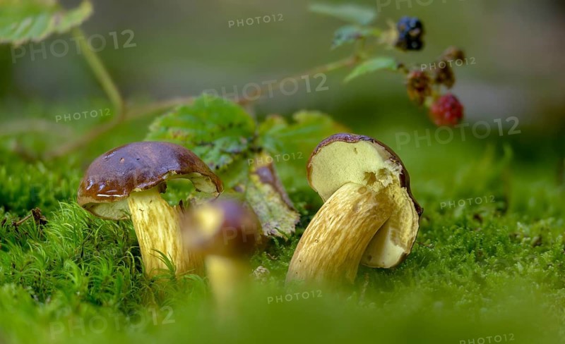 Bay bolete, blue mushroom, boletus badius, brown bonnet, browncap, grass mushroom, Imleria Badia, chestnut bolete, small porcini mushroom, Mary mushroom, chestnut bolete, sheep sponge, narrow mushroom, pine mushroom, Xerocomus badius, fungi, fungus, mushrooms
