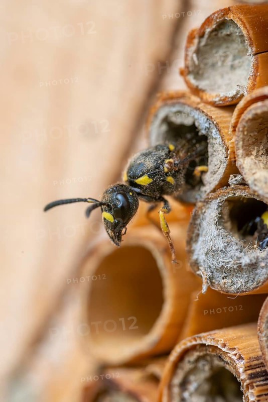 Large stem wasp, hymenoptera, clay wasp, wall clay wasp, Odynerus nidulator, Symmorphus murarius, wrinkle wasp, female, high size, portrait format, insects, female