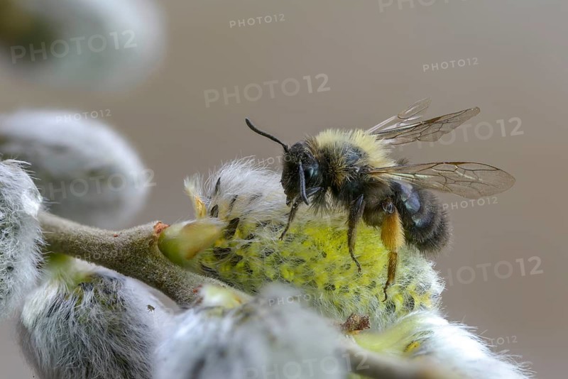 Andrena vaga, andrenidae, floodplain bee, grey-backed mining bee, hymenoptera, sand bee, willow sand bee, female, insects, insects, female
