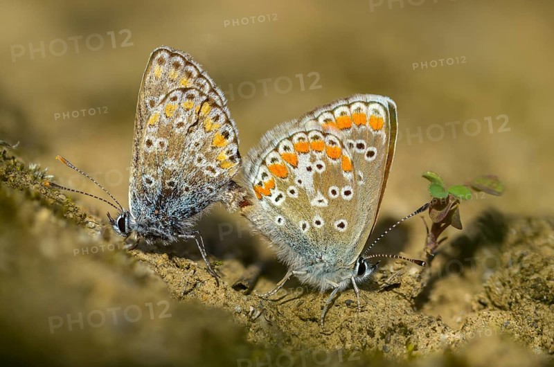 Common blue, common blue, crested blue, polyommatus icarus, blue, butterfly, insects, copula, mating, mating, butterflies, butterflies, butterflies