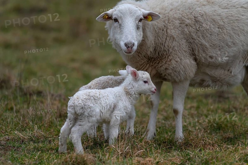 Sheep, Moorschnucke with their two lambs, Othenstorf, Mecklenburg-Western Pomerania, Germany