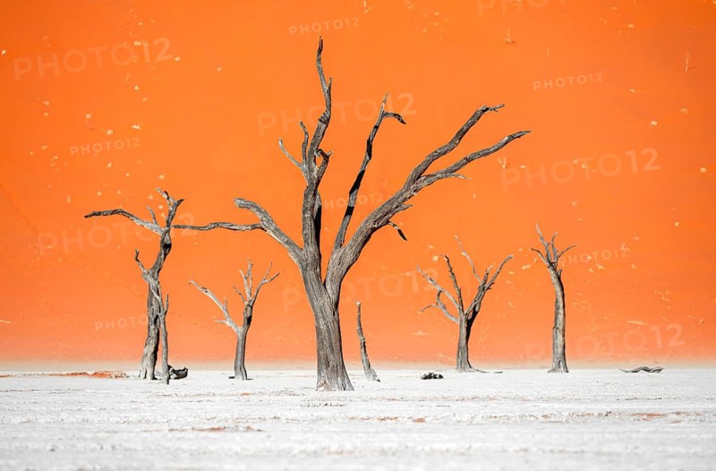 Dead camel thorn trees (Vachellia erioloba), red sand dunes, white salt pan, Dead Vlei, Sossusvlei, Namib Desert, Namib-Naukluft Park, Namibia