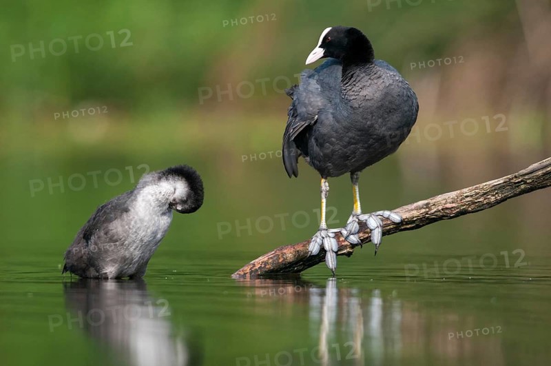 Eurasian Coot coot, fulica atra, birds, coot rail, gruiformes, adolescent, juvenile, crane birds, rails, railbirds, hooded birds, rallidae, birds, waterbirds, waterbirds
