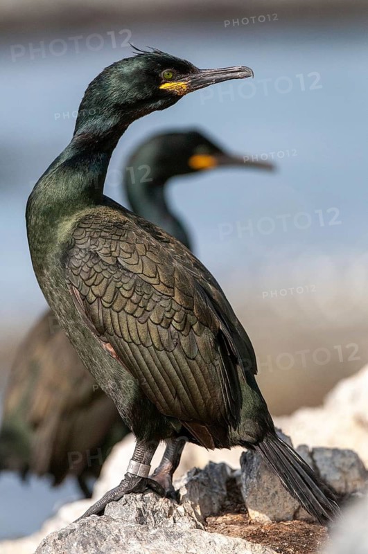 Common Shag, European Shag, Gulosus Aristotelis, Crow Shard, Norway, Phalacrocorax Aristotelis, Varanger, Birds, High Size, Portrait Format, Pelecaniforms, Ropedes, Birds, Waterbirds