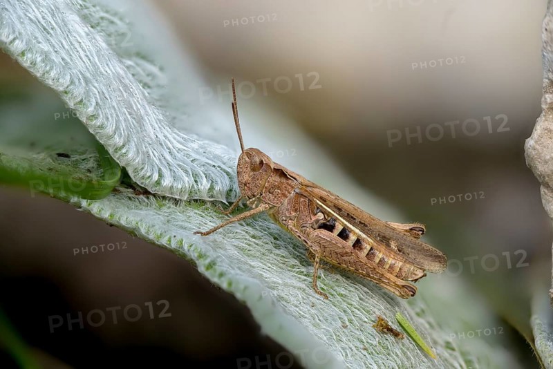 Acrididae, caelifera, field locusts, gomphocerinae, grasshoppers, short-feeler, nightingale grasshopper, bow-winged grasshopper, chorthippus biguttulus, grasshoppers, grasshoppers, insects