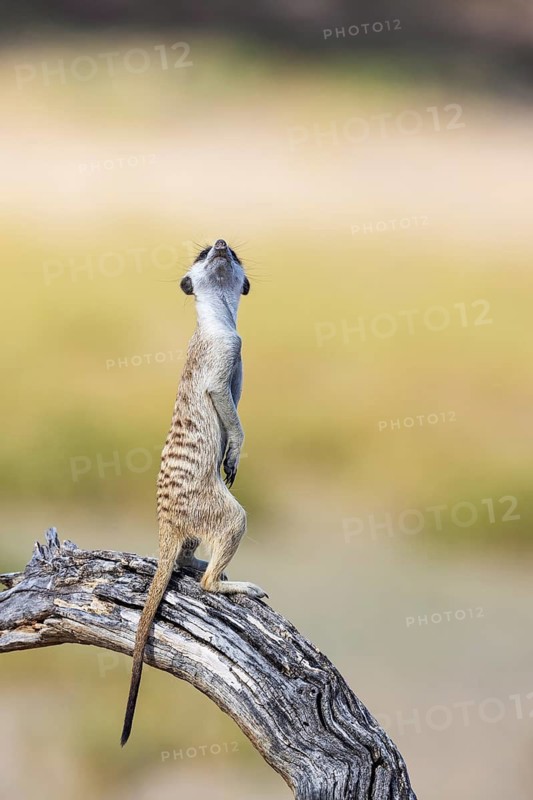 Suricate (Suricata suricatta). Also called Meerkat. Guard on the lookout. Kalahari Desert, Kgalagadi Transfrontier Park, South Africa