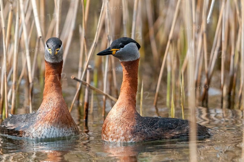 Podiceps grisegena, red-necked grebe, red-necked grebe, courtship behavior, birds, courtship display, grebe, podicipedidae, divers, birds, waterbirds, waterbirds