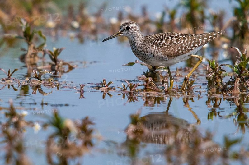 Bruchwasserlaeufer, tringa glareola, wood sandpiper, birds, charadriiformes, limikolen, mirror, snipe birds, scolopacidae, mirror image, birds, waders, waders