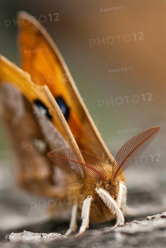 Aglia dew, nail spot, butterfly, high size, portrait format, insects, leo, moths, moths, butterfly, dew emperor