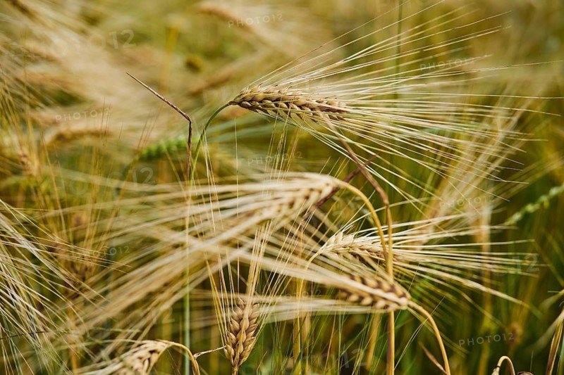 Wheat stalks stand tall and sway under warm sun in field during mid-summer. Golden grains show signs of ripeness, ready for harvest. Green wheat stalks blend in the background