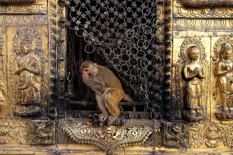 Monkey, macaque, rhesus macaque (Macaca mulatta) at a gilded sacred shrine in Swayambunath, Monkey Temple, Buddhism, Hinduism, Kathmandu, Nepal