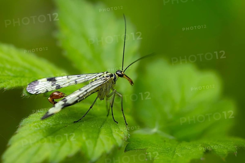 A scorpion fly perched on a green leaf in a natural setting, Common scorpionfly (Panorpa communis), male, Baden-Württemberg, Germany