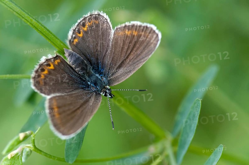 Argus blue, plebeius argus, silver-studded blue, butterfly, insects, butterfly, butterflies