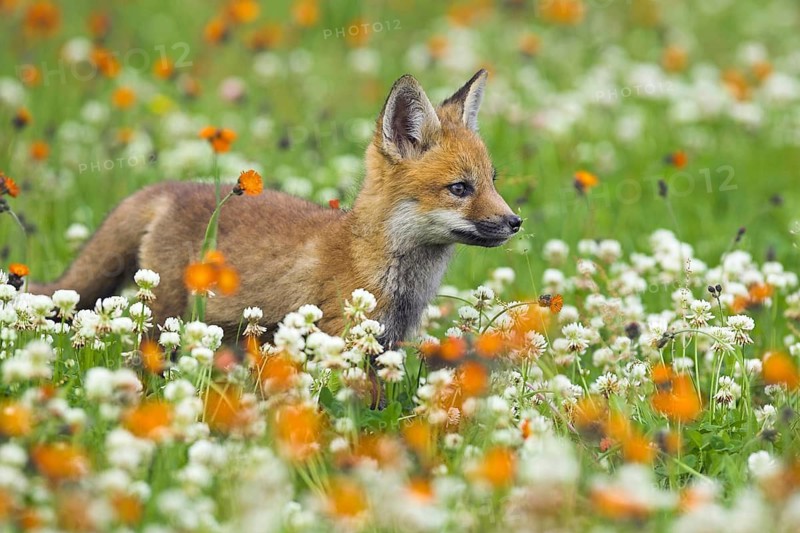 Red fox (Vulpes vulpes), Minnesota, USA: a young fox in a spring meadow in full bloom, with orange and white flowers