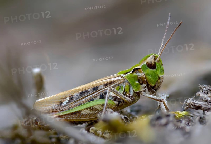 Acrididae, caelifera, common club grasshopper, spotted club scare, gomphocerinae, club scare, short-feeler, mottled grasshopper, myrmeleotettix maculatus, grasshoppers, grasshoppers, grasshoppers, insects, insects