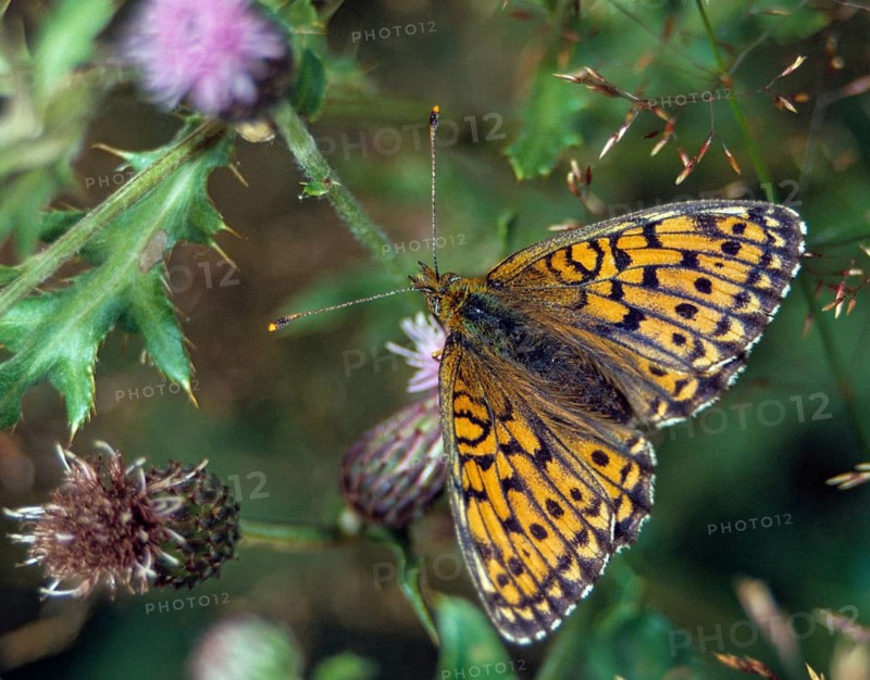 Brenthis Ino, Lesser Marbled Fritillary, Meadowsweet Pearl Butterfly, Purple Silver Butterfly, Insects, Butterfly, Butterfly, Butterflies