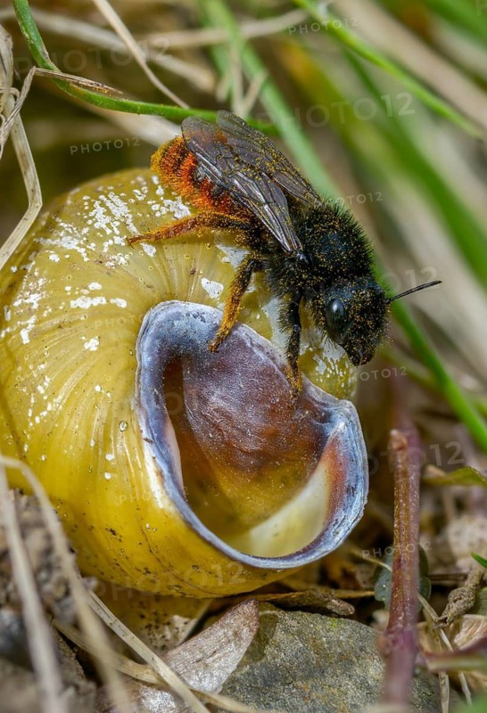 Hymenoptera, osmia bicolor, snail shell bee, bicolor snail house bee, high size, portrait format, insects, two-coloured mason-bee