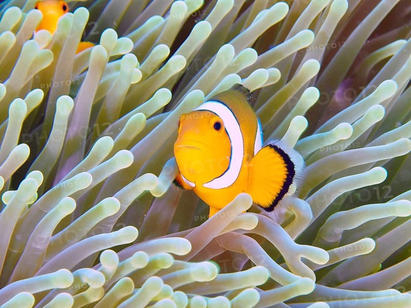An Ocellaris Clownfish (Amphiprion ocellaris), Nemo, peeks out from a sea anemone, its vibrant colours shining brightly, at the Twin Reef dive site, Penyapangan, Bali, Indonesia